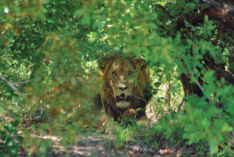 Big-Boy-in-Bushes_1.jpg