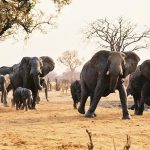Botswana’s Impending  Wildlife Disaster