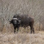 Cape Buffalo Targets