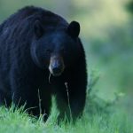 Good News from Bear Country