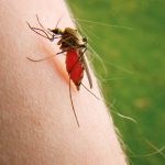 Malaria: One Hunter’s Experience