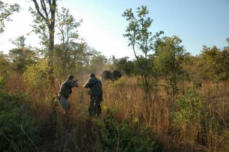 large_elephant-charge-zim-1280x851