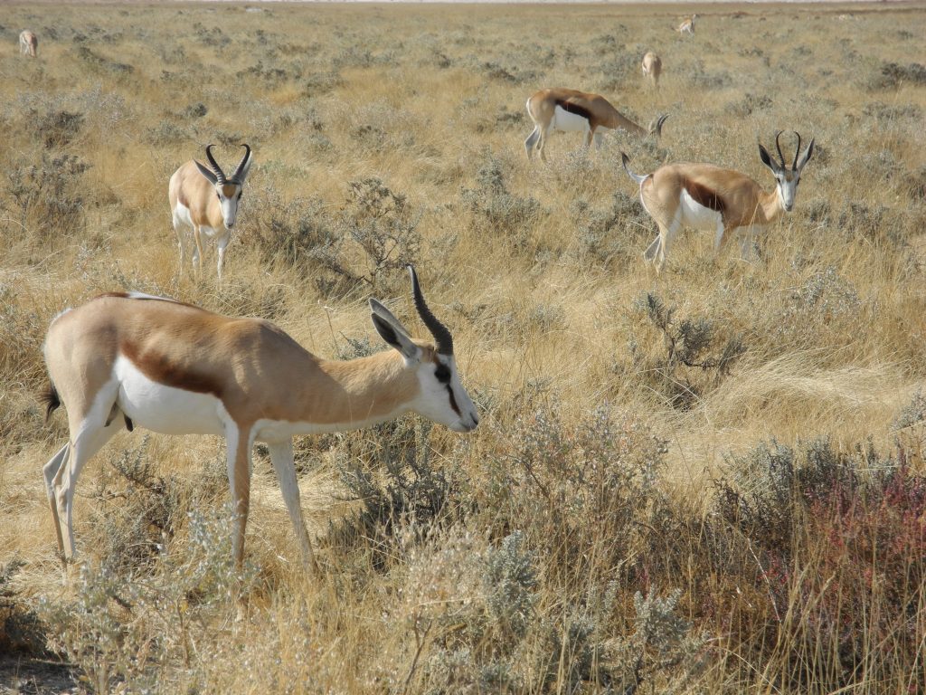 Wildlife Conservation on the Rangelands of Eastern and Southern Africa ...