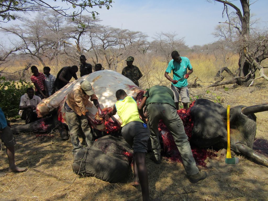 A Really Big Tusker