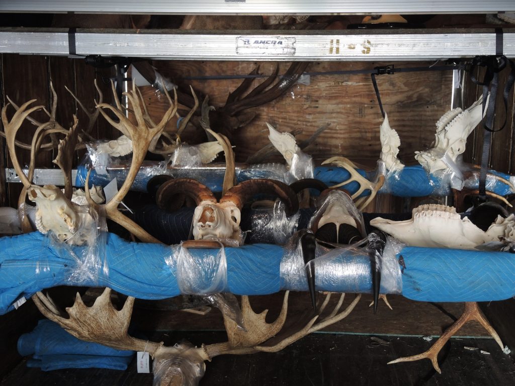 Transporting your Taxidermy Sports Afield