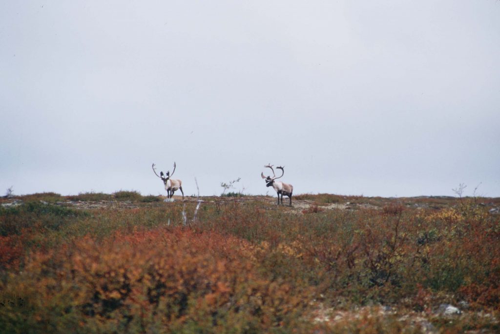 The Changing World of Caribou Hunting | Sports Afield