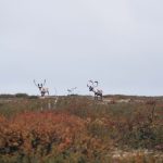 The Changing World of Caribou Hunting