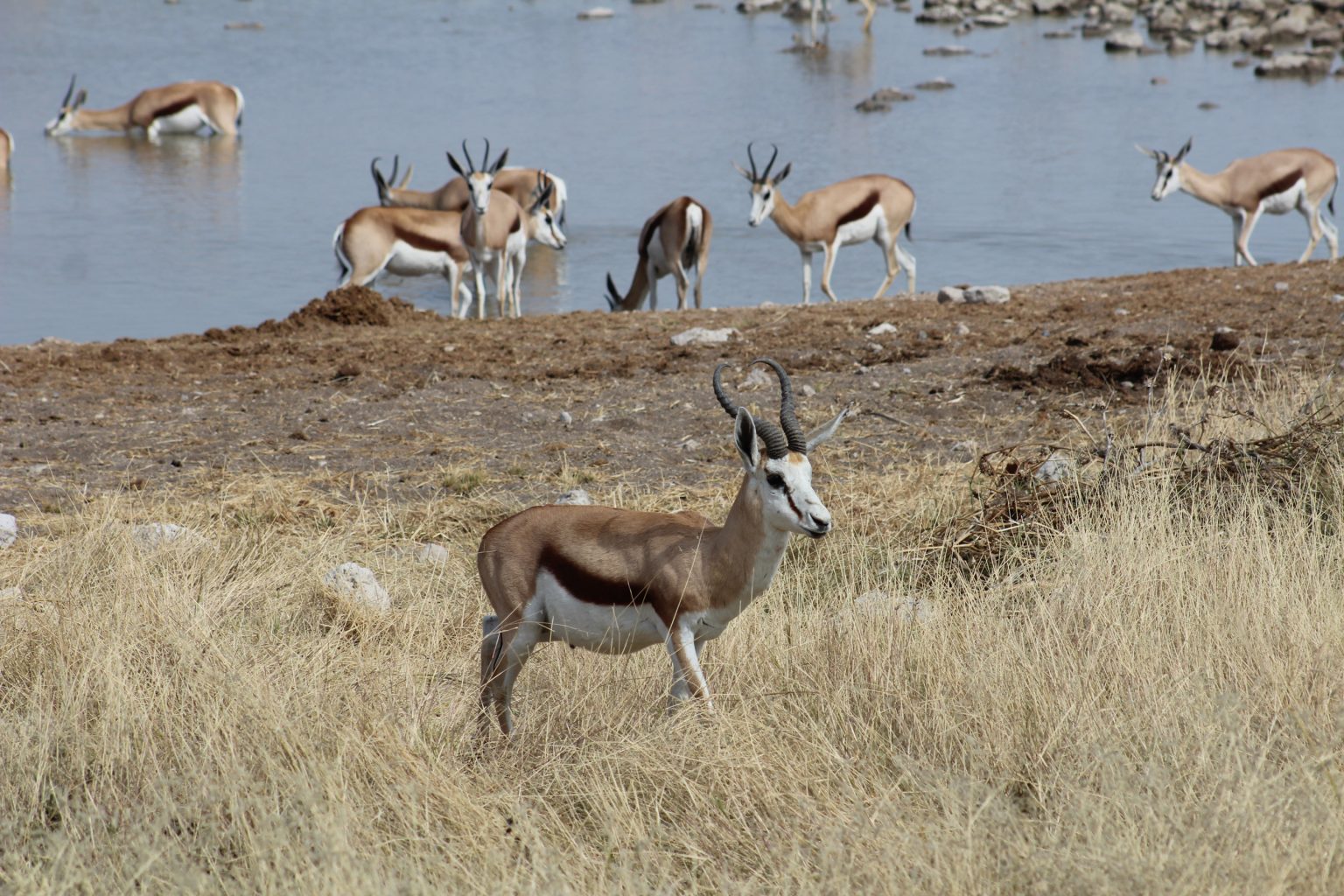 The Future Of African Hunting Sports Afield   IMG 7282 1 1536x1024 