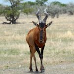 The Intriguing Hartebeest