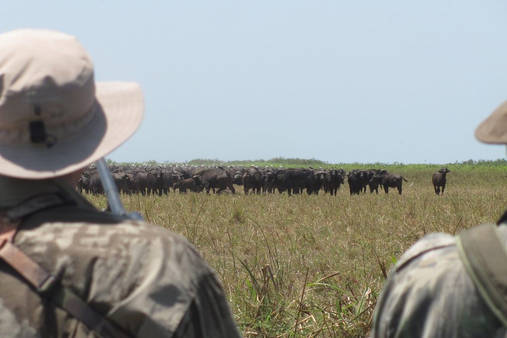 A Really Big Tusker