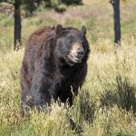 The Bear Facts, Part Two