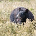The Bear Facts, Part One