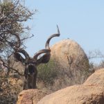 Best Places to Hunt Kudu