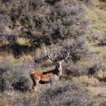Want to Hunt a Red Stag?