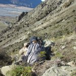 All About Himalayan Tahr