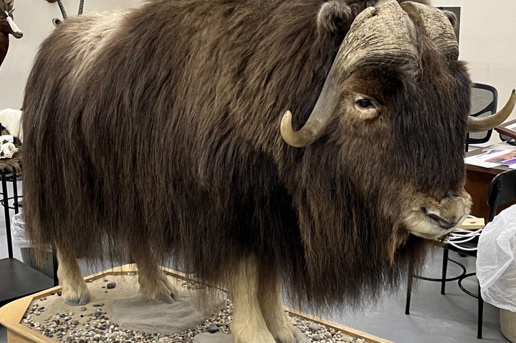 3 Orma J Smith Muskox photo courtesy Jan Summers Great Museum Taxidermy Collections