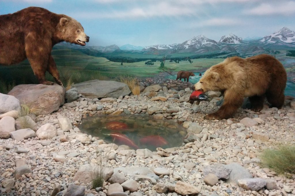 4 SCI Bears Great Museum Taxidermy Collections