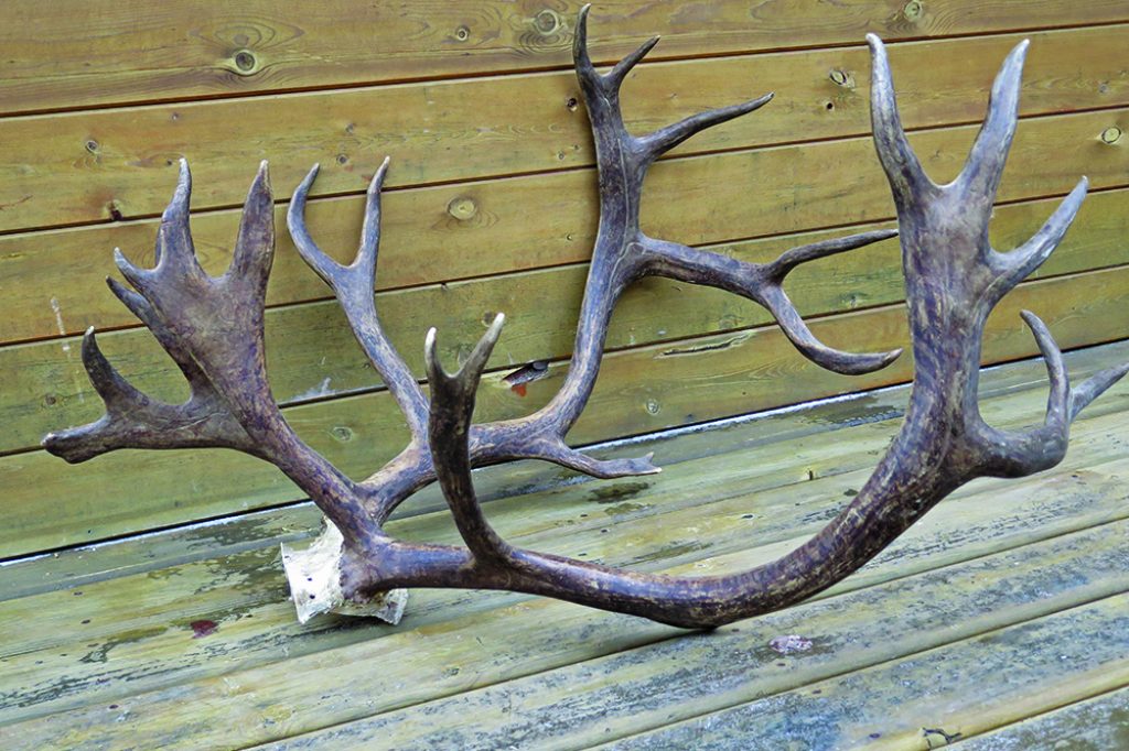 Monte Baker Antler Carvings  Deer, Moose & Elk Antler Art For Sale