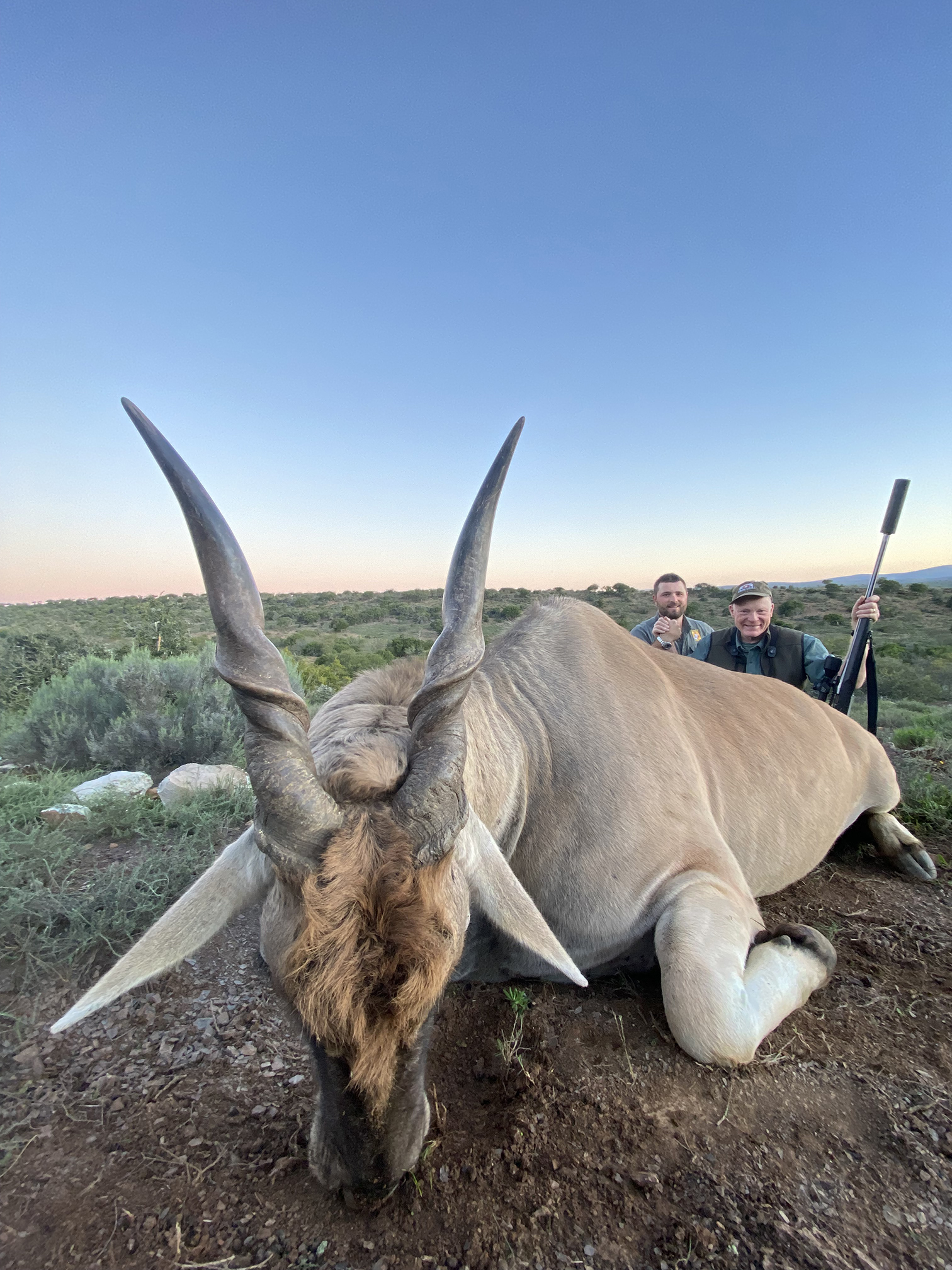 eland antelope nose