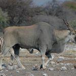 The Not-so-Common Eland