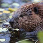 The Beavers that Ate Massachusetts
