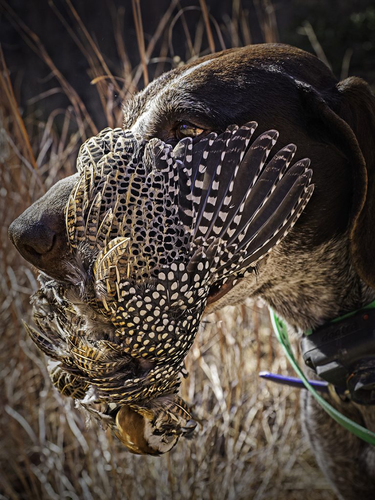 The Toughest Bird | Sports Afield