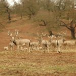 Father David’s Deer