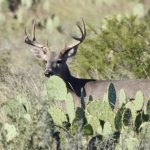 Deer of the Desert Southwest