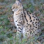 Africa’s Other Cats