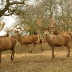 Deer of the British Isles