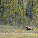 The Moose Killer of the Mulchatna