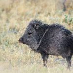 Little Big Game in the Desert