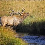 Grappling with Game Thieves