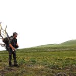 Bulls of the Bering Sea