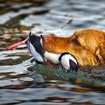 Ducks and Salt Water