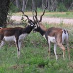 Hunting the Blackbuck