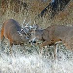 The Right to Hunt and Fish