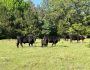 348 Acre Texas Cattle Ranch