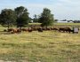 Cattle Ranch in Arkansas